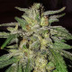Насіння коноплі Lord Kush fem. Delicious Seeds