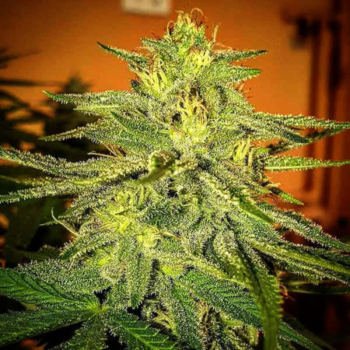 Насіння коноплі Lord Kush fem. Delicious Seeds