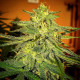 Насіння коноплі Lord Kush fem. Delicious Seeds