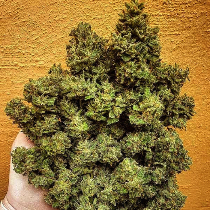 Насіння коноплі Lord Kush fem. Delicious Seeds