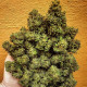 Насіння коноплі Lord Kush fem. Delicious Seeds