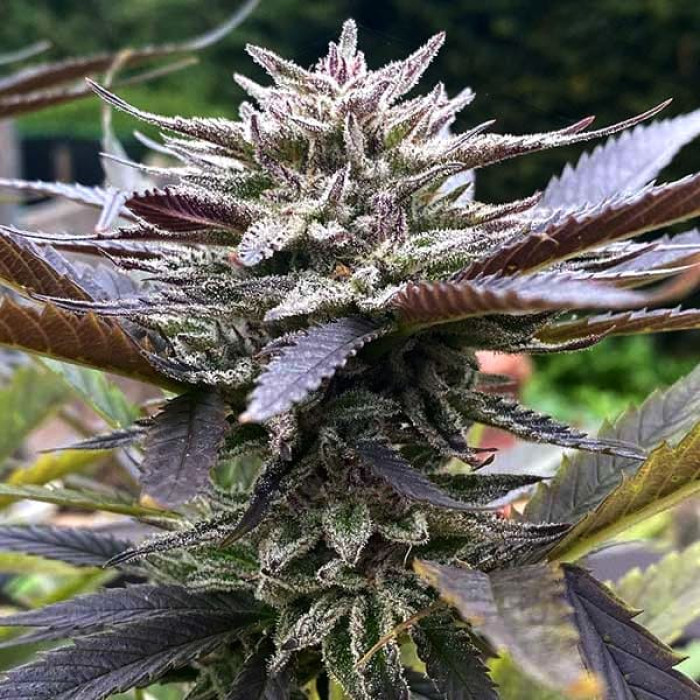 Насіння коноплі Lord Kush fem. Delicious Seeds