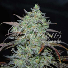 Marmalate feminised (Delicious Seeds)