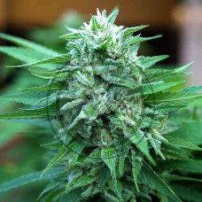 Moby Delicious feminised (Delicious Seeds)