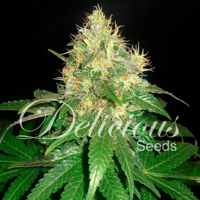 Насіння коноплі Northern Light Blue fem. Delicious Seeds