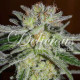 Насіння коноплі Northern Light Blue fem. Delicious Seeds