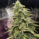 Насіння коноплі Northern Light Blue fem. Delicious Seeds
