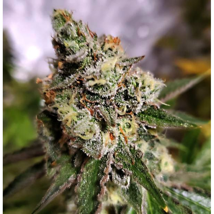 Насіння коноплі Northern Light Blue fem. Delicious Seeds