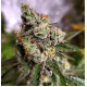 Насіння коноплі Northern Light Blue fem. Delicious Seeds