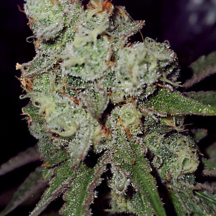 Насіння коноплі Northern Light Blue fem. Delicious Seeds