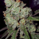 Насіння коноплі Northern Light Blue fem. Delicious Seeds