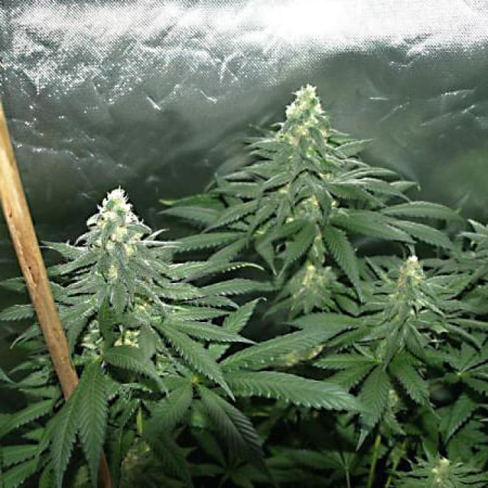 Насіння коноплі Northern Light Blue fem. Delicious Seeds