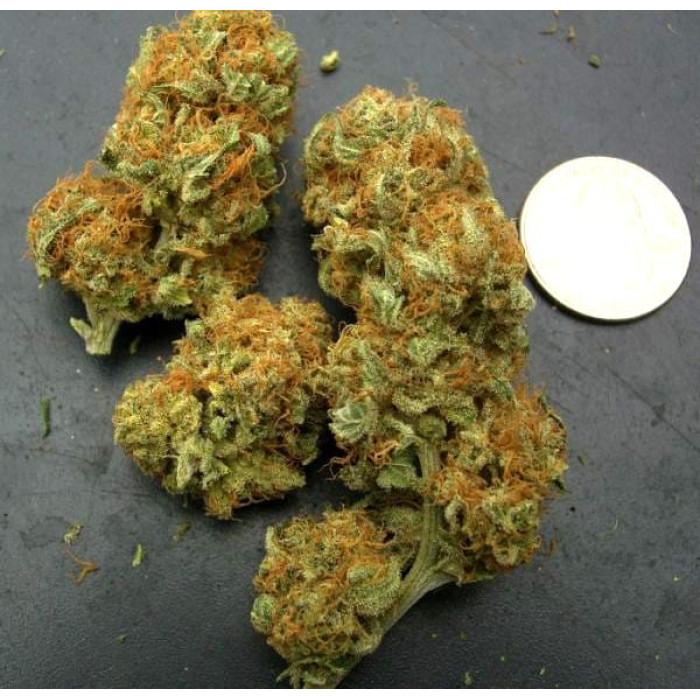 Насіння коноплі Northern Light Blue fem. Delicious Seeds