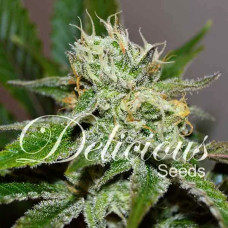 Original Juan Herer feminised (Delicious Seeds)