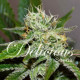 Насіння коноплі Original Juan Herer fem. Delicious Seeds