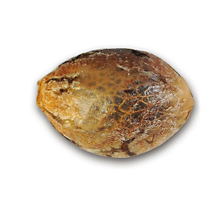 Насіння коноплі Original Juan Herer fem. Delicious Seeds