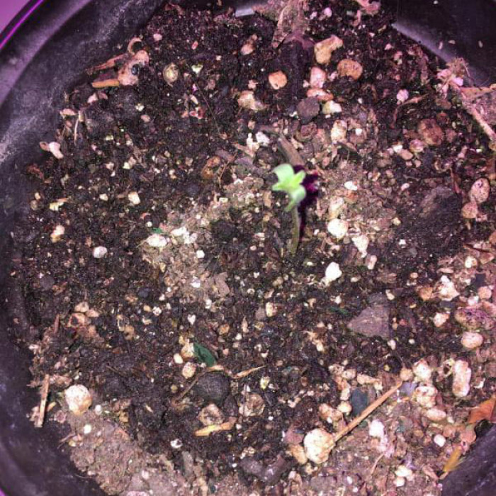 Насіння коноплі Original Juan Herer fem. Delicious Seeds