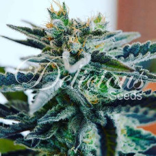 Sugar Black Rose feminised (Delicious Seeds)