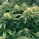 Семена конопли Sugar Black Rose fem. Delicious Seeds