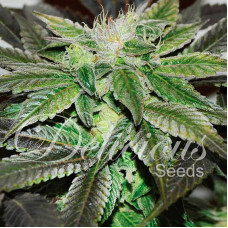 Sugar Candy feminised (Delicious Seeds)