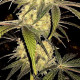 Семена конопли Sugar Candy fem. Delicious Seeds