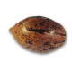 Семена конопли Original Juan Herer reg. Delicious Seeds