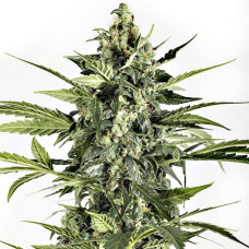 Blue Cheese auto feminised (Dinafem)