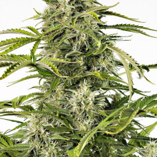 Cheese CBD auto feminised (Dinafem)