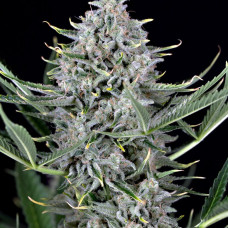 Cookies auto feminised (Dinafem)