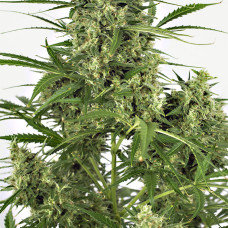 Critical + 2.0 auto feminised (Dinafem)