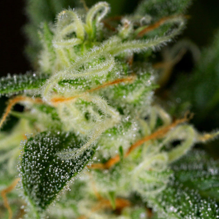 Семена конопли Critical + 2.0 autofem. Dinafem