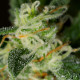 Семена конопли Critical + 2.0 autofem. Dinafem
