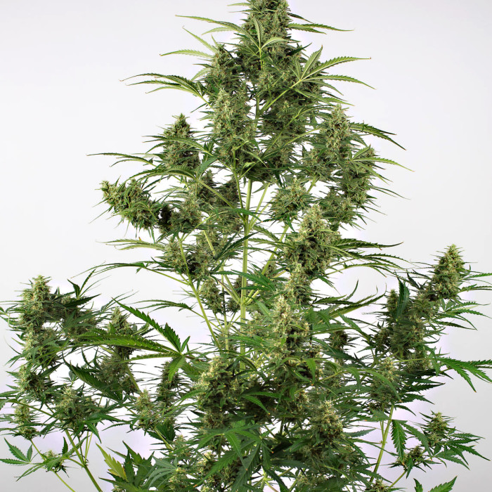 Семена конопли Critical + 2.0 autofem. Dinafem