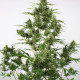 Семена конопли Critical + 2.0 autofem. Dinafem