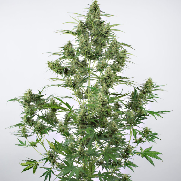 Семена конопли Critical + 2.0 autofem. Dinafem