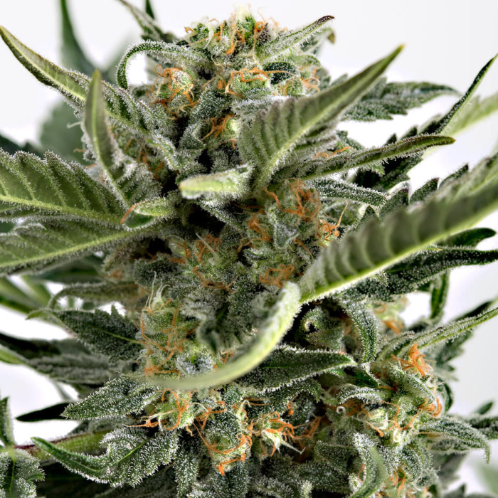 Семена конопли Critical + 2.0 autofem. Dinafem