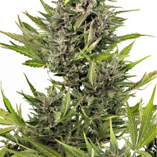 Critical + CBD auto feminised (Dinafem)