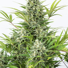 Critical Cheese auto feminised (Dinafem)