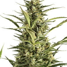 Critical Jack auto feminised (Dinafem)