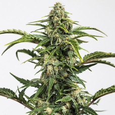 Dinamed CBD auto feminised (Dinafem)