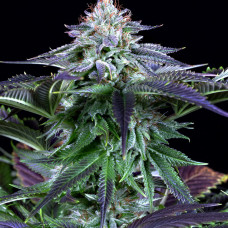 Dinamed Kush CBD auto feminised (Dinafem)