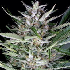 Gorilla auto feminised (Dinafem)