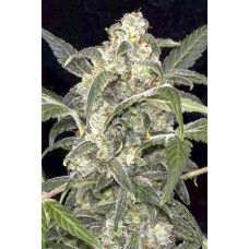 Haze 2.0 auto feminised (Dinafem)