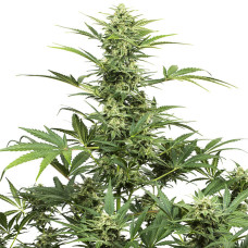 Industrial Plant CBD auto feminised (Dinafem)