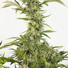 OG Kush CBD auto feminised (Dinafem)