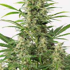 Sour Diesel auto feminised (Dinafem)