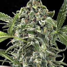 White Cheese auto feminised (Dinafem)