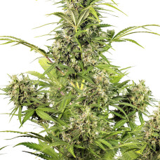 White Widow CBD auto feminised (Dinafem)