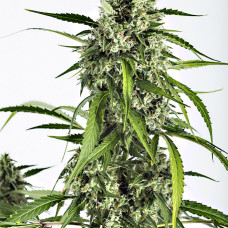 White Widow XXL auto feminised (Dinafem)