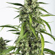 Семена конопли White Widow XXL autofem. Dinafem